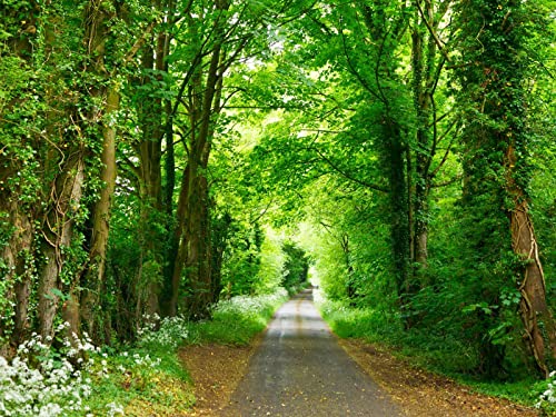 1500 Teile Puzzle für Erwachsene und Kinder ab 14 Jahren - Wälder Pfad Park 87x57cm 1500 Teile Puzzle für Erwachsene und Kinder ab 14 Jahren - Wälder Pfad Park 87x57cm von FRUKAT