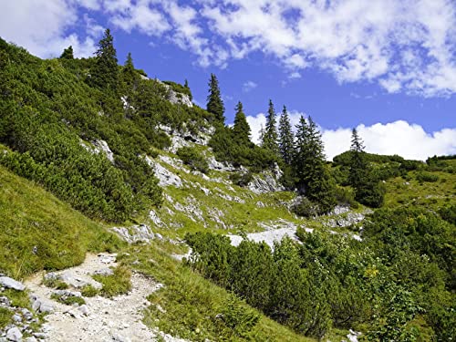 500 Teile Erwachsenenpuzzle ab 14 Jahren, Bergbäume Natur 52x38cm 500 Teile Erwachsenenpuzzle ab 14 Jahren, Bergbäume Natur 52x38cm von FRUKAT