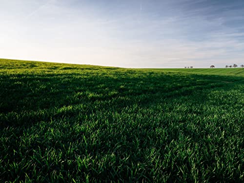 500 Teile Erwachsenenpuzzle ab 14 Jahren, Gräser Feld Horizont 52x38cm 500 Teile Erwachsenenpuzzle ab 14 Jahren, Gräser Feld Horizont 52x38cm von FRUKAT