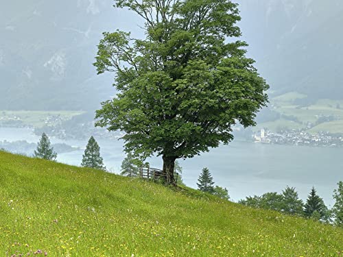 500 Teile Erwachsenenpuzzle ab 14 Jahren, Grasblumenfeld 52x38cm 500 Teile Erwachsenenpuzzle ab 14 Jahren, Grasblumenfeld 52x38cm von FRUKAT