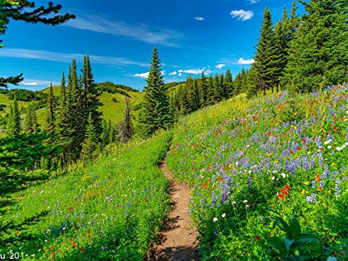 500 Teile Erwachsenenpuzzle ab 14 Jahren, Hügel Weg Bäume 52x38cm 500 Teile Erwachsenenpuzzle ab 14 Jahren, Hügel Weg Bäume 52x38cm von FRUKAT