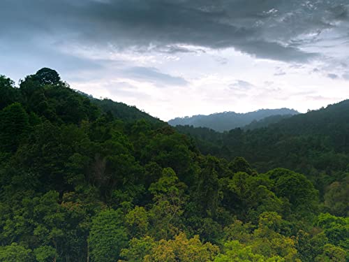 500 Teile Erwachsenenpuzzle ab 14 Jahren, Hügelwälder Bäume 52x38cm 500 Teile Erwachsenenpuzzle ab 14 Jahren, Hügelwälder Bäume 52x38cm von FRUKAT