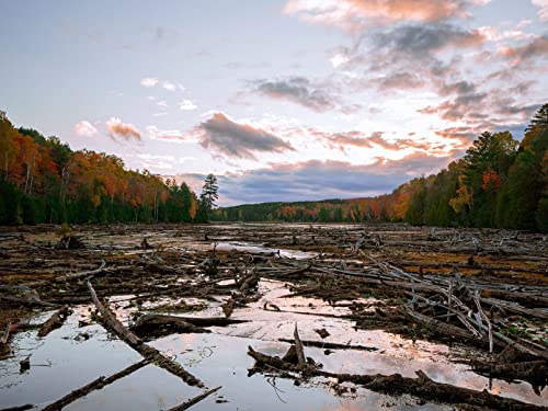 500 Teile Erwachsenenpuzzle ab 14 Jahren, See-Sumpf-Stämme 52x38cm 500 Teile Erwachsenenpuzzle ab 14 Jahren, See-Sumpf-Stämme 52x38cm von FRUKAT