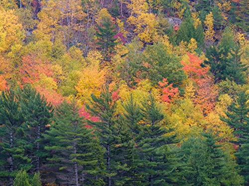 500 Teile Erwachsenenpuzzle ab 14 Jahren, Wälder Bäume Hang 52x38cm 500 Teile Erwachsenenpuzzle ab 14 Jahren, Wälder Bäume Hang 52x38cm von FRUKAT