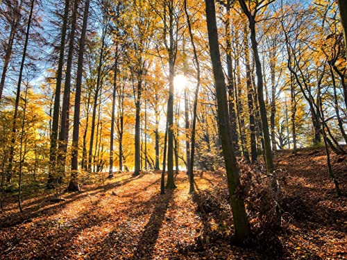 500 Teile Erwachsenenpuzzle ab 14 Jahren, Wälder Bäume Herbst 52x38cm 500 Teile Erwachsenenpuzzle ab 14 Jahren, Wälder Bäume Herbst 52x38cm von FRUKAT