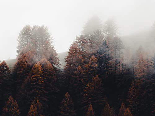 500 Teile Erwachsenenpuzzle ab 14 Jahren, Wälder Bäume Nebel 52x38cm 500 Teile Erwachsenenpuzzle ab 14 Jahren, Wälder Bäume Nebel 52x38cm von FRUKAT