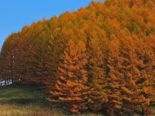 500 Teile Impossible Puzzle,Geschicklichkeitsspiel für die ganze Familie-Herbst, Holz, Bäume 52x38cm 500 Teile Impossible Puzzle,Geschicklichkeitsspiel für die ganze Familie-Herbst, Holz, Bäume 52x38cm von FRUKAT