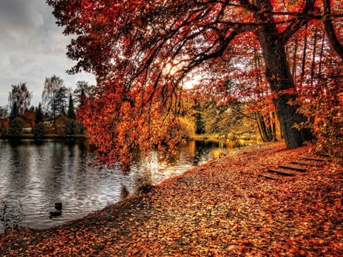 500 Teile Puzzle,Farbenfrohes Puzzle für Erwachsene und Kinder ab 14 Jahren-Herbst, Park, Laub 52x38cm von FRUKAT