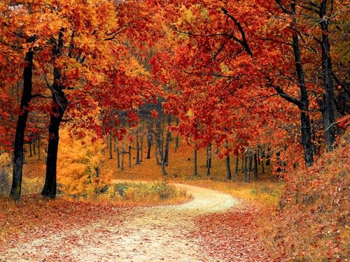 500 Teile Puzzle,Farbenfrohes Puzzle für Erwachsene und Kinder ab 14 Jahren-Herbst, Wälder, Pfad, Laub, Park 52x38cm von FRUKAT