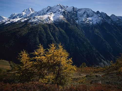 500 Teile Puzzle,Geschicklichkeitsspiel für Die Ganze Familie - Berge Baumkronen 52x38cm 500 Teile Puzzle,Geschicklichkeitsspiel für Die Ganze Familie - Berge Baumkronen 52x38cm von FRUKAT