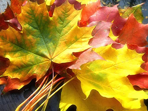 500 Teile Puzzle,Geschicklichkeitsspiel für Die Ganze Familie - Blätter gelb Herbst 52x38cm von FRUKAT