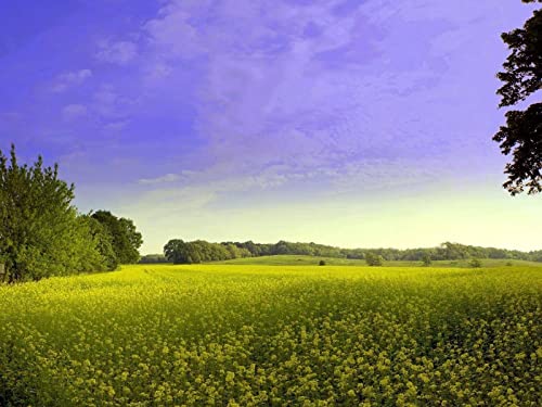 500 Teile Puzzle,Geschicklichkeitsspiel für Die Ganze Familie - Blumen Sommer 52x38cm von FRUKAT