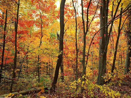 500 Teile Puzzle,Geschicklichkeitsspiel für die ganze Familie-Bäume, Wälder, Herbst, Laub 52x38cm 500 Teile Puzzle,Geschicklichkeitsspiel für die ganze Familie-Bäume, Wälder, Herbst, Laub 52x38cm von FRUKAT