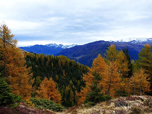 500 Teile Puzzle,Impossible Puzzle,Puzzle-Geschenk, Wälder Berge Bäume 52x38cm von FRUKAT