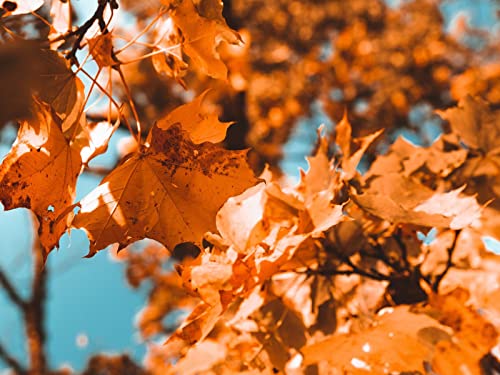 500 Teile Puzzle,Lernen Pädagogische Puzzle Spielzeug - Ahornzweig Herbst 52x38cm von FRUKAT
