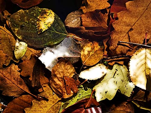 500 Teile Puzzle,Lernen Pädagogische Puzzle Spielzeug - Blätter Herbst trocken 52x38cm von FRUKAT