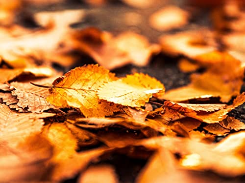 500 Teile Puzzle,Lernen Pädagogische Puzzle Spielzeug - Blätter Laub Herbst 52x38cm von FRUKAT