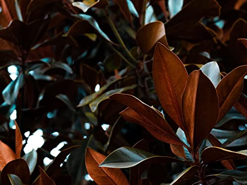 500 Teile Puzzle,Lernen Pädagogische Puzzle Spielzeug - Blätter Magnolienpflanze 52x38cm 500 Teile Puzzle,Lernen Pädagogische Puzzle Spielzeug - Blätter Magnolienpflanze 52x38cm von FRUKAT