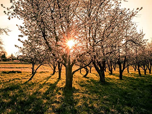 500 Teile Puzzle,Lernen Pädagogische Puzzle Spielzeug - Gartenbäume Sonnenuntergang 52x38cm von FRUKAT