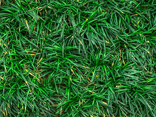 500 Teile Puzzle,Lernen Pädagogische Puzzle Spielzeug - Grass Closeup Green 52x38cm von FRUKAT