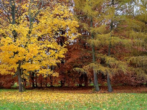 500 Teile Puzzle,Lernen Pädagogische Puzzle Spielzeug - Park Herbstbäume 52x38cm von FRUKAT