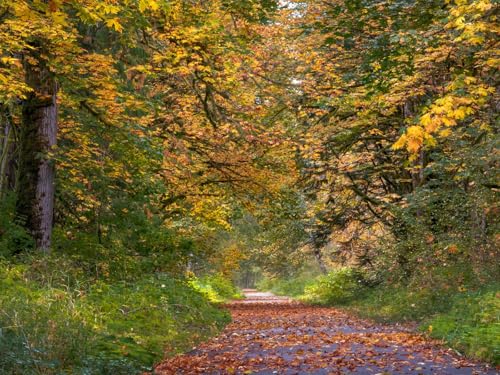 500 Teile Puzzle,Lernen Pädagogische Puzzle Spielzeug - Park Trees Path 52x38cm von FRUKAT