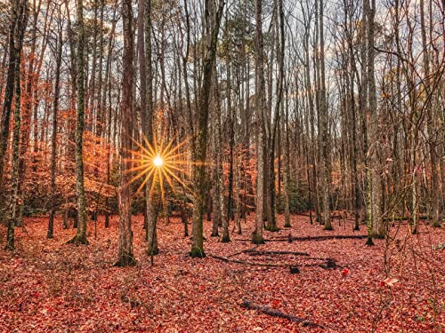 500 Teile Puzzle,Lernen Pädagogische Puzzle Spielzeug - Wälder Bäume Herbst 52x38cm von FRUKAT