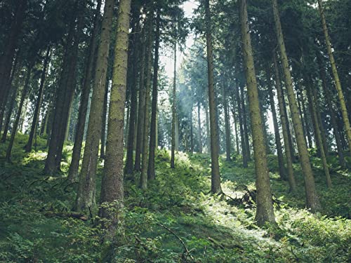 500 Teile Puzzle,Lernen Pädagogische Puzzle Spielzeug - Wälder Licht Bäume 52x38cm von FRUKAT