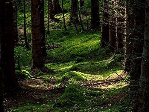 500 Teile Puzzle,Puzzle für Erwachsene,Farbenfrohes Legespiel - Wälder Bäume Farn 52x38cm von FRUKAT