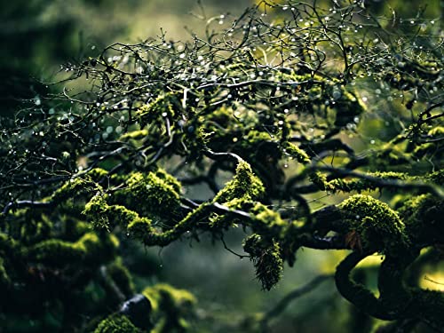 500 Teile Puzzle,Puzzle für Erwachsene,Puzzle Farbenfrohes - Mooszweige Tropfen 52x38cm von FRUKAT