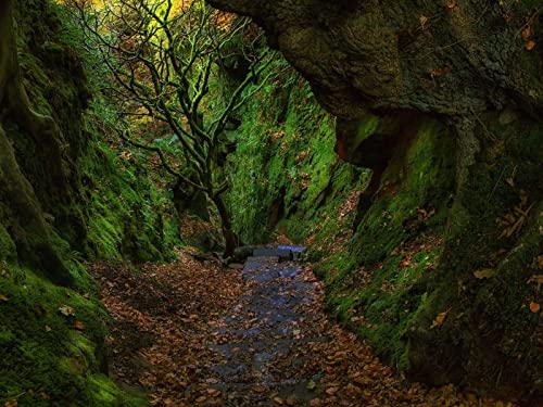 500 Teile Puzzle,Puzzle für Erwachsene,Puzzle Farbenfrohes - Schlucht Treppe Laub 52x38cm von FRUKAT