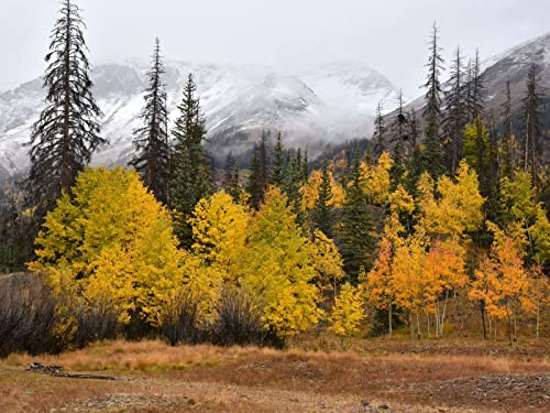 500 Teile Puzzle,Puzzle für Erwachsene,Puzzle Farbenfrohes - Wälder Bäume Berge 52x38cm von FRUKAT