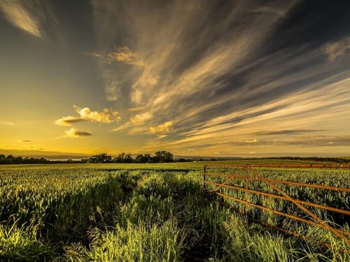 500 Teile Puzzle,Puzzle für Erwachsene,farbenfrohes Legespiel-Feld, Gras, Zaun, Himmel, Sommer 52x38cm 500 Teile Puzzle,Puzzle für Erwachsene,farbenfrohes Legespiel-Feld, Gras, Zaun, Himmel, Sommer 52x38cm von FRUKAT