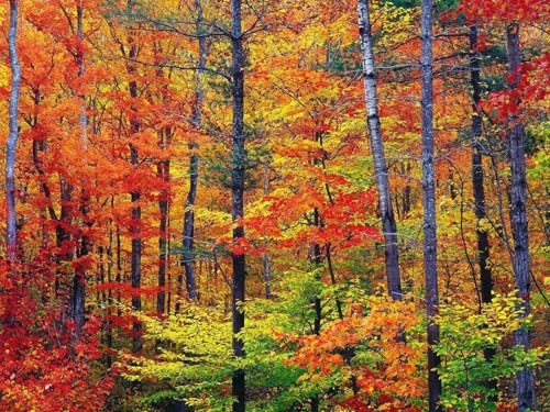 500 Teile Puzzle,Puzzle für Erwachsene,farbenfrohes Legespiel-Herbst, Holz, Bäume 52x38cm 500 Teile Puzzle,Puzzle für Erwachsene,farbenfrohes Legespiel-Herbst, Holz, Bäume 52x38cm von FRUKAT