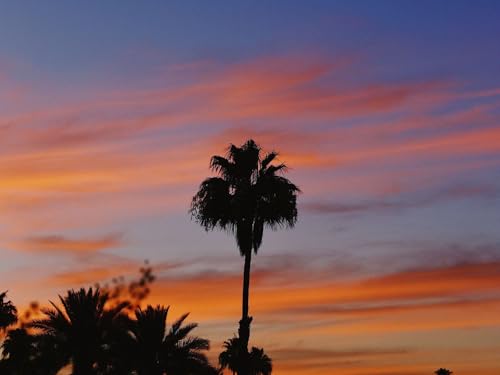 500 Teile Puzzle,Puzzle für Erwachsene,farbenfrohes Legespiel - Palm Sky Sunset 52x38cm von FRUKAT