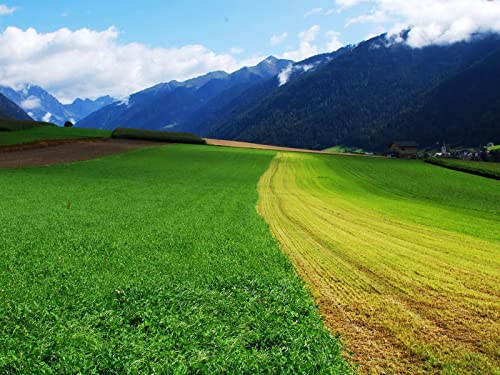 500 Teile Puzzle ab 14 Jahren,Buntes Erwachsenenpuzzle - Grassommerfeld 52x38cm 500 Teile Puzzle ab 14 Jahren,Buntes Erwachsenenpuzzle - Grassommerfeld 52x38cm von FRUKAT