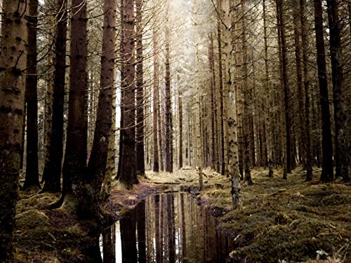 500 Teile Puzzle ab 14 Jahren,Buntes Erwachsenenpuzzle - Wälder Wasser Fichte 52x38cm von FRUKAT