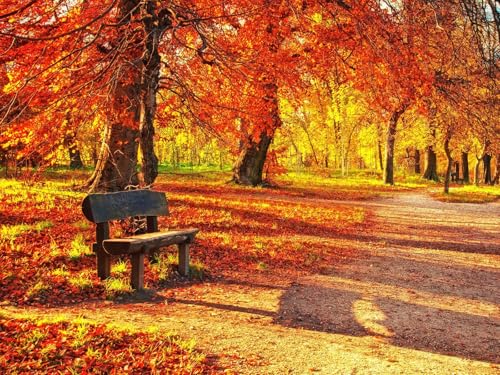 500 Teile Puzzle ab 14 Jahren,buntes Erwachsenenpuzzle -Bank, Herbst, Park 52x38cm von FRUKAT