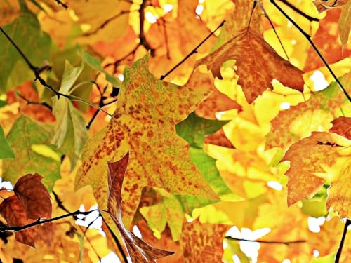 500 Teile Puzzle ab 14 Jahren,buntes Erwachsenenpuzzle -Herbst, Blätter, Zweige 52x38cm 500 Teile Puzzle ab 14 Jahren,buntes Erwachsenenpuzzle -Herbst, Blätter, Zweige 52x38cm von FRUKAT