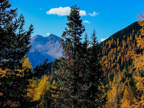 500 Teile Puzzle für Erwachsene und Kinder ab 14 Jahren - Berge Bäume Herbst 52x38cm von FRUKAT