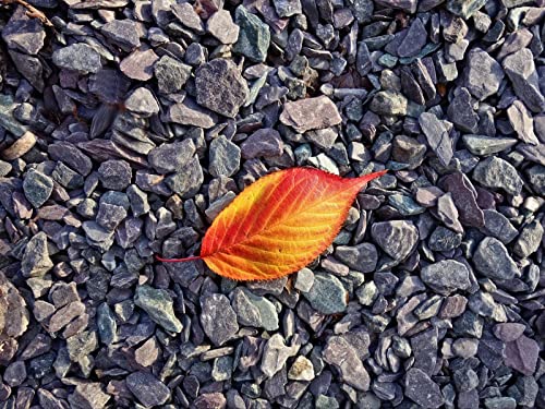 500 Teile Puzzle für Erwachsene und Kinder ab 14 Jahren - Blattsteine Herbst 52x38cm von FRUKAT