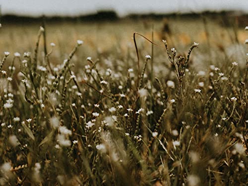 500 Teile Puzzle für Erwachsene und Kinder ab 14 Jahren - Grasblumenfeld 52x38cm 500 Teile Puzzle für Erwachsene und Kinder ab 14 Jahren - Grasblumenfeld 52x38cm von FRUKAT