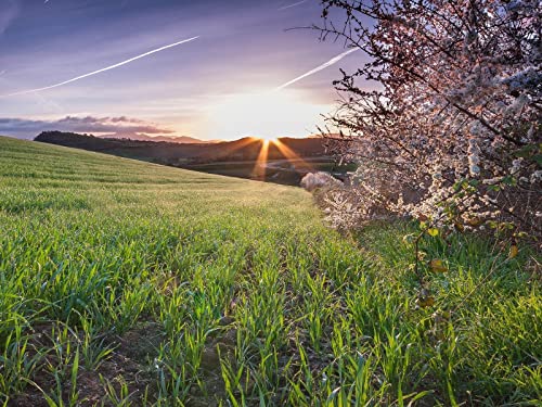 500 Teile Puzzle für Erwachsene und Kinder ab 14 Jahren - Grasfeldblumen 52x38cm 500 Teile Puzzle für Erwachsene und Kinder ab 14 Jahren - Grasfeldblumen 52x38cm von FRUKAT