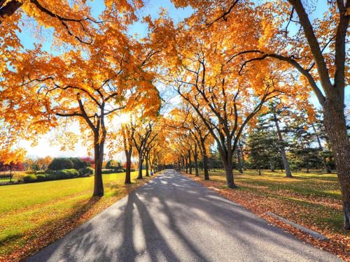 500 Teile Puzzle für Erwachsene und Kinder ab 14 Jahren-Herbst, Gasse, Park 52x38cm von FRUKAT