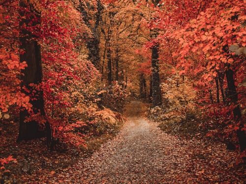 500 Teile Puzzle für Erwachsene und Kinder ab 14 Jahren-Herbst, Wälder, Pfad 52x38cm von FRUKAT