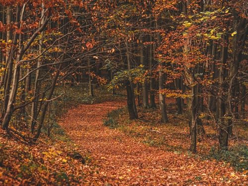 500 Teile Puzzle für Erwachsene und Kinder ab 14 Jahren-Herbst, Wälder, Wanderweg 52x38cm 500 Teile Puzzle für Erwachsene und Kinder ab 14 Jahren-Herbst, Wälder, Wanderweg 52x38cm von FRUKAT