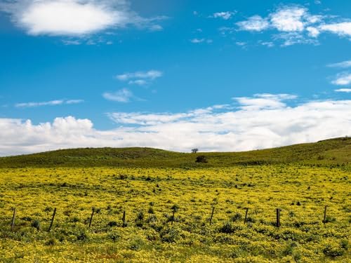 500 Teile Puzzle für Erwachsene und Kinder ab 14 Jahren-Hill, Blumen, Gras, Wolken, Himmel 52x38cm 500 Teile Puzzle für Erwachsene und Kinder ab 14 Jahren-Hill, Blumen, Gras, Wolken, Himmel 52x38cm von FRUKAT