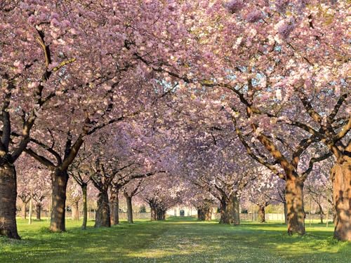 500 Teile Puzzle für Erwachsene und Kinder ab 14 Jahren - Park Bäume Blumen 52x38cm 500 Teile Puzzle für Erwachsene und Kinder ab 14 Jahren - Park Bäume Blumen 52x38cm von FRUKAT