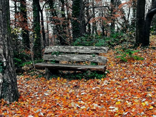 500 Teile Puzzle für Erwachsene und Kinder ab 14 Jahren Puzzle für Wohnkultur-Bank, Herbst, Park 52x38cm von FRUKAT