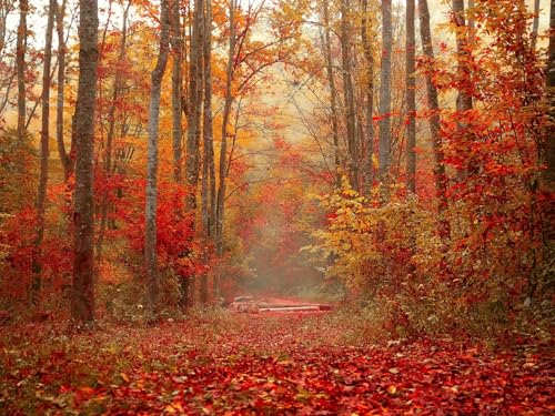 500 Teile Puzzle für Erwachsene und Kinder ab 14 Jahren Puzzle für Wohnkultur-Herbst, Wälder, Laub 52x38cm von FRUKAT